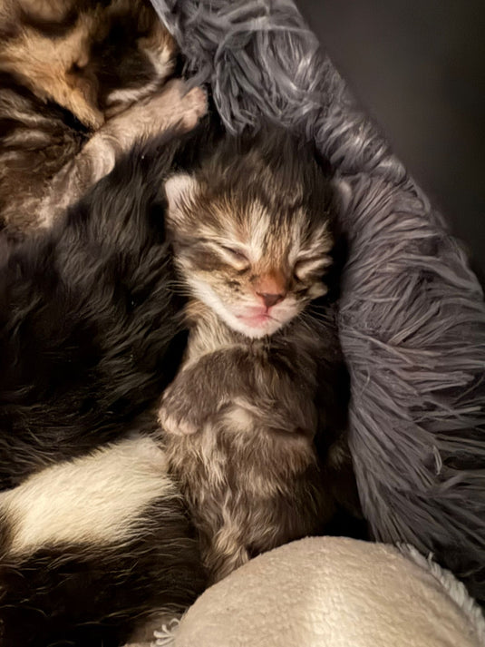 Mini Beasts Rescue